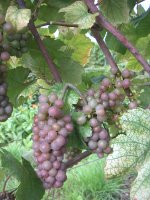 pinot gris